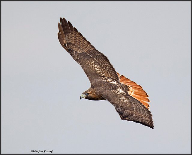 _1SB8928 red-tailed hawk.jpg